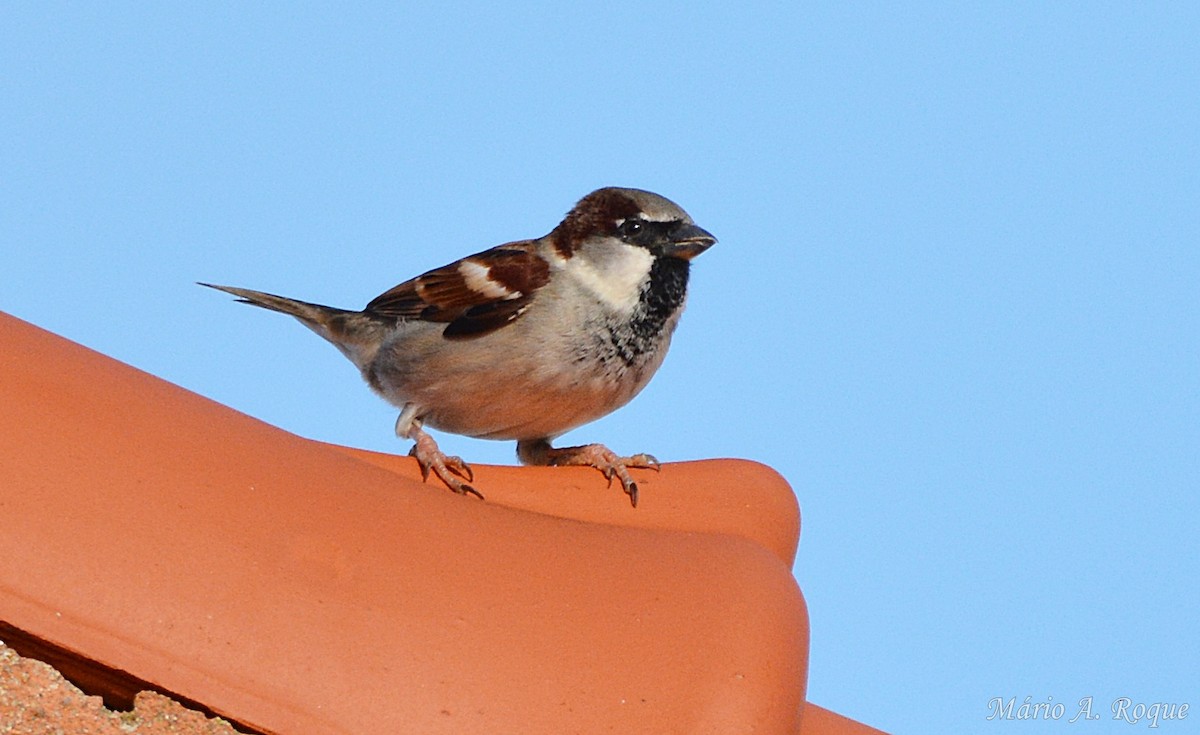 House Sparrow - ML647676623