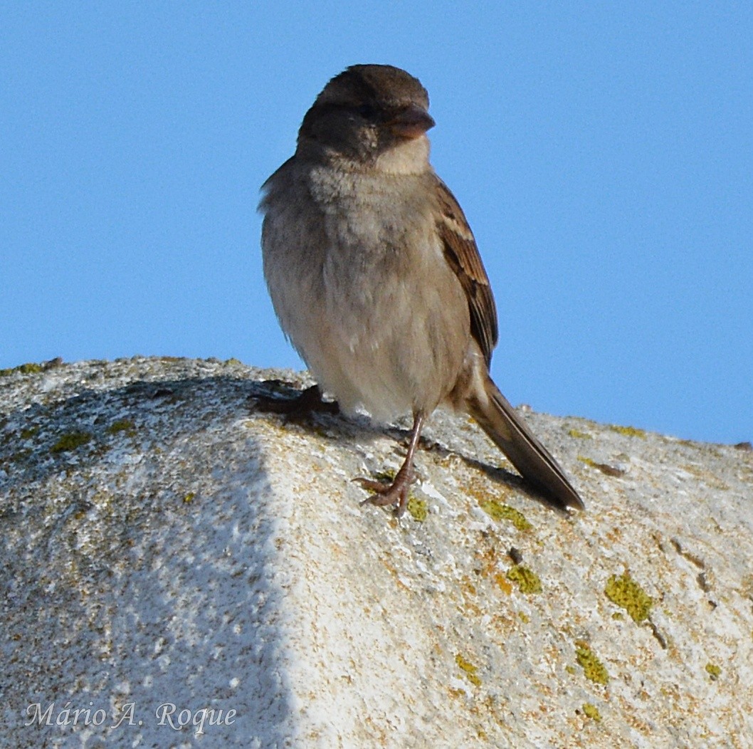 House Sparrow - ML647676624