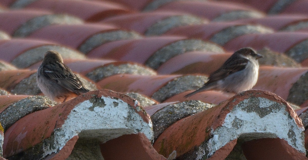 House Sparrow - ML647676625