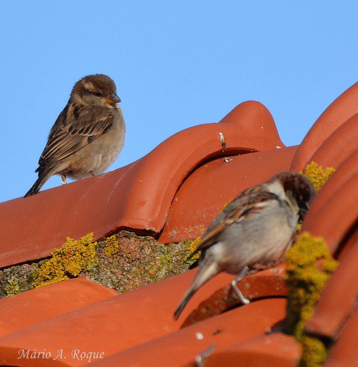 House Sparrow - ML647676626