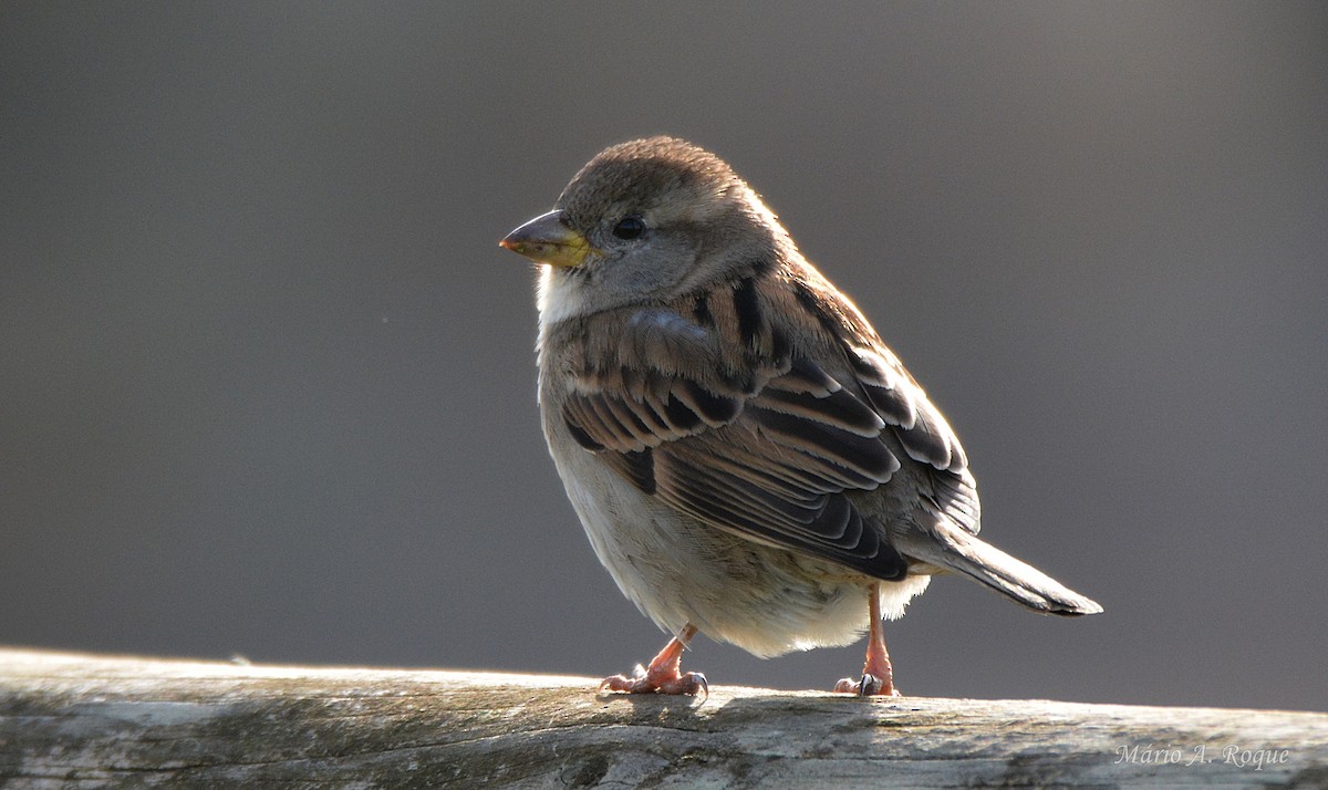 House Sparrow - ML647676627