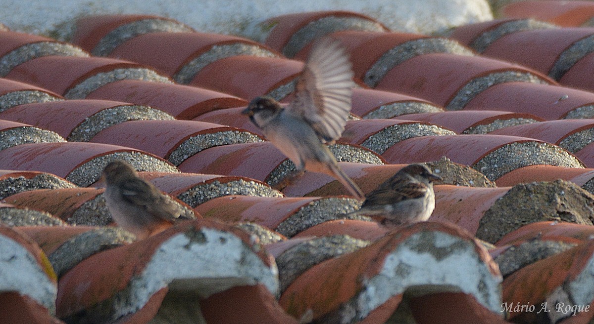 House Sparrow - ML647676628