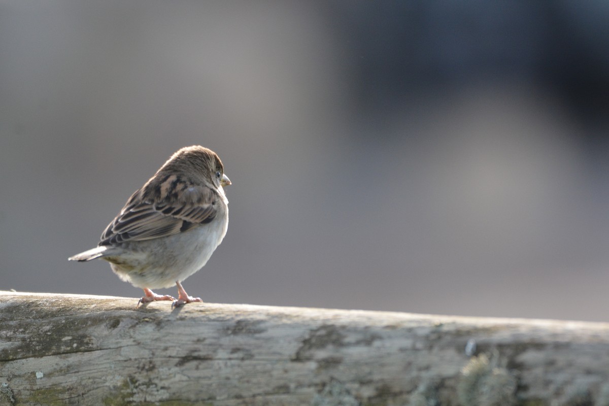 House Sparrow - ML647676629