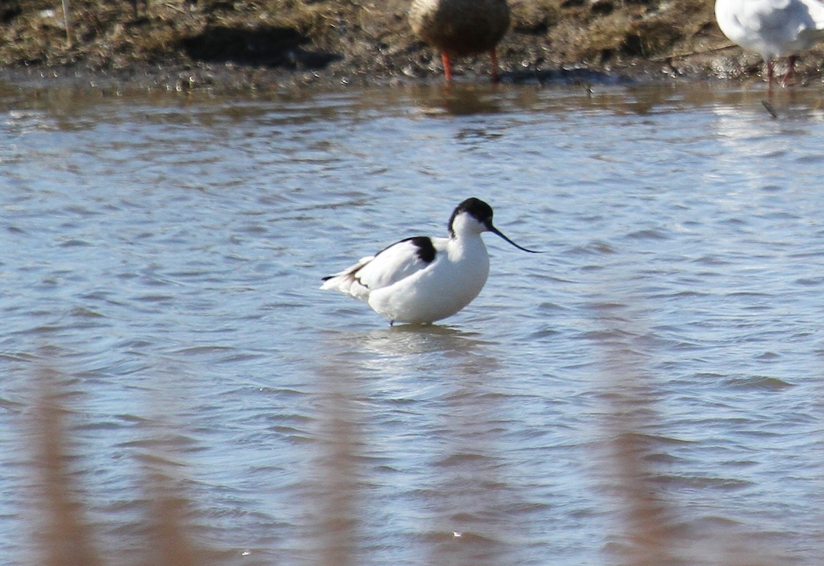 Pied Avocet - ML647676631