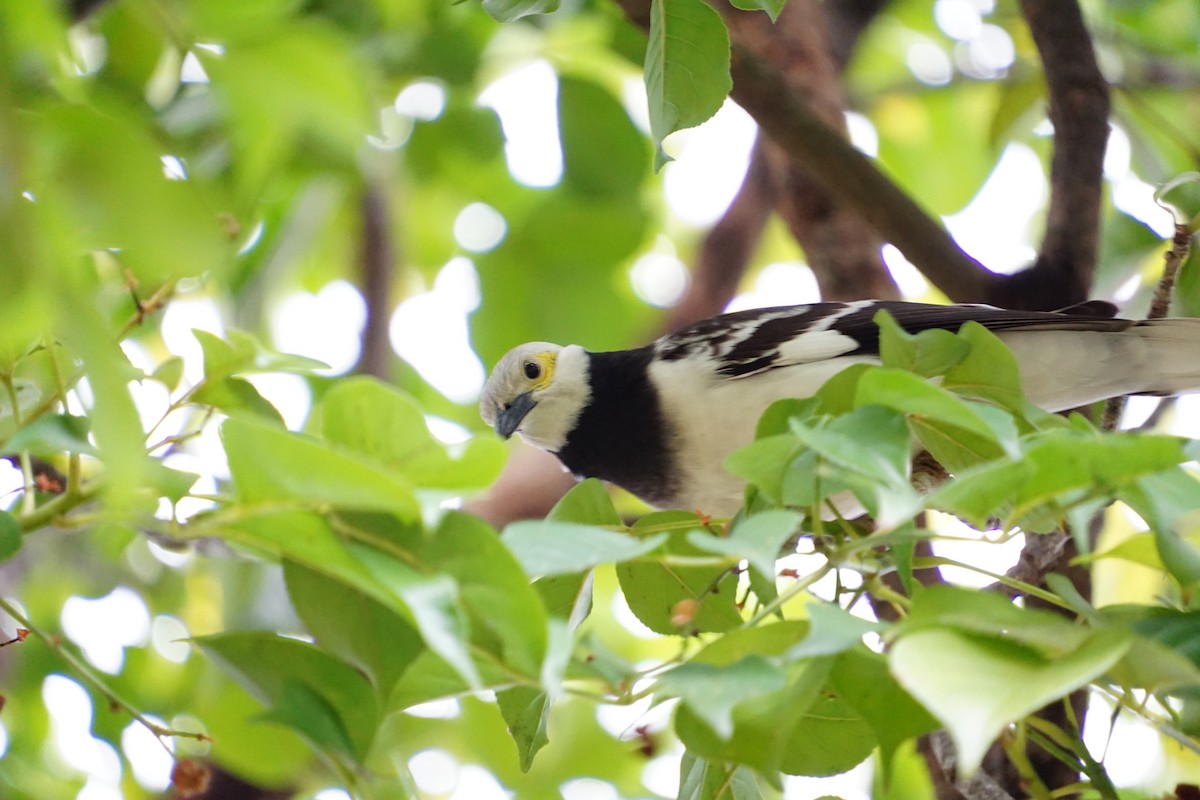 Black-collared Starling - ML647676632
