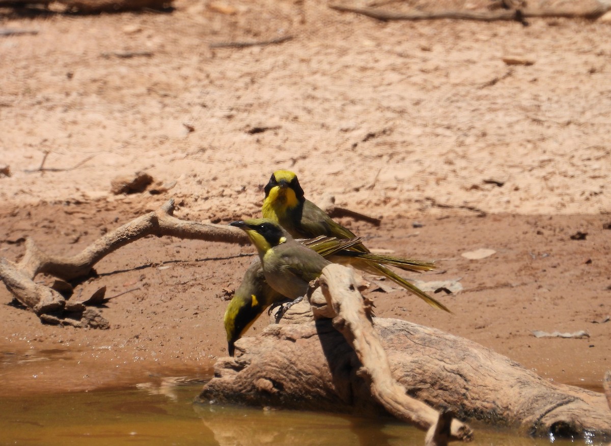 Yellow-tufted Honeyeater - ML647676633