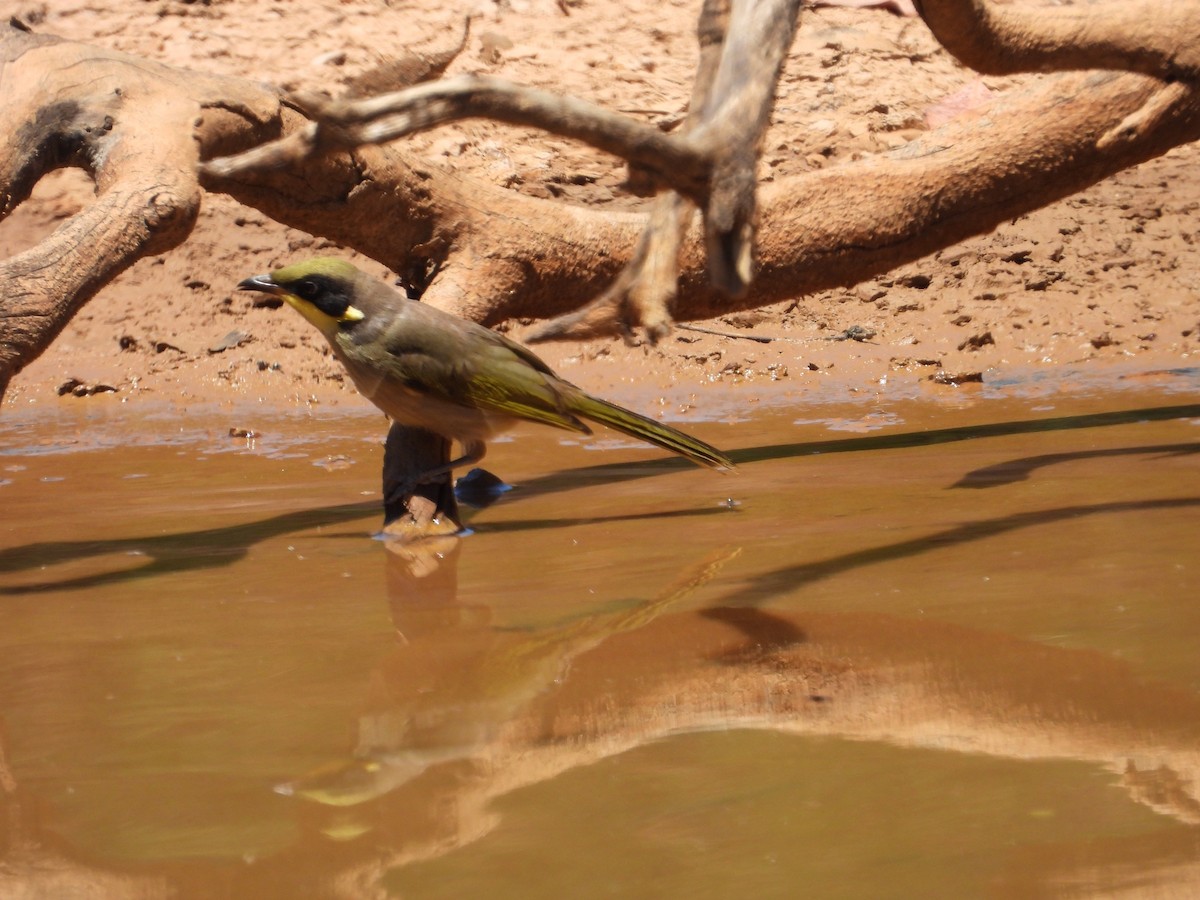Yellow-tufted Honeyeater - ML647676634