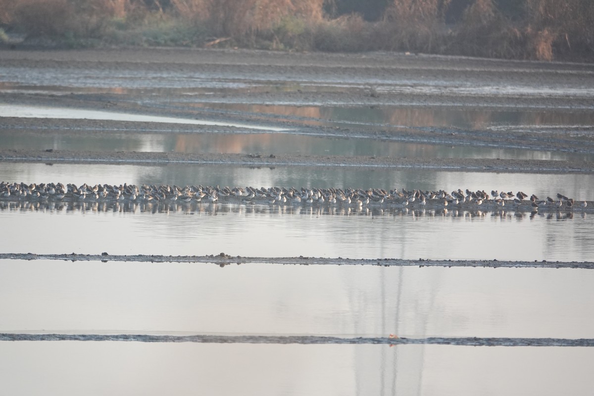 Little Stint - ML647676636