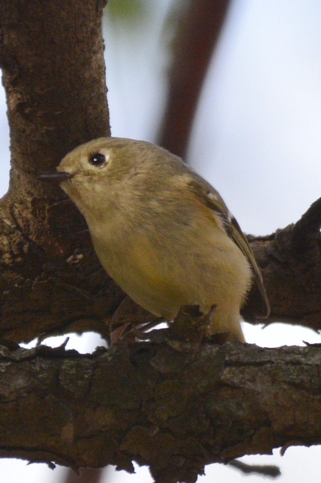 Ruby-crowned Kinglet - ML647676637
