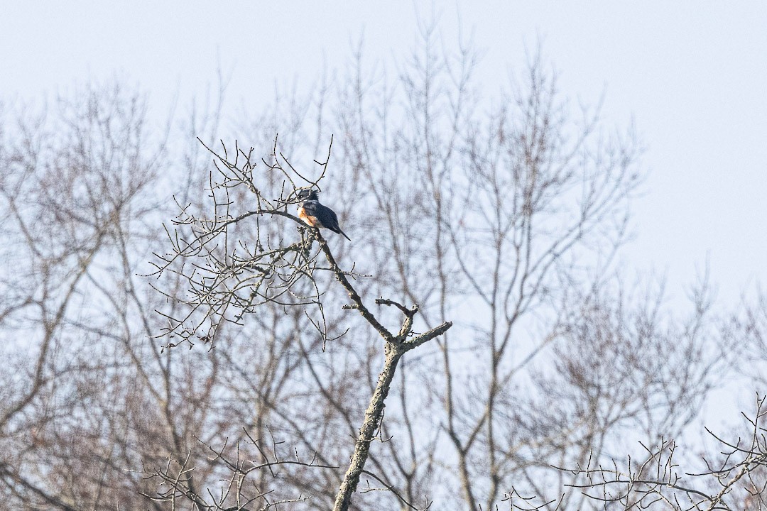 Belted Kingfisher - ML647676638