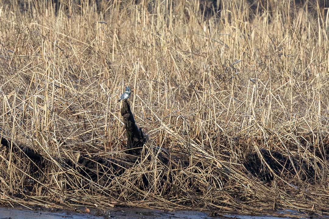 Belted Kingfisher - ML647676639