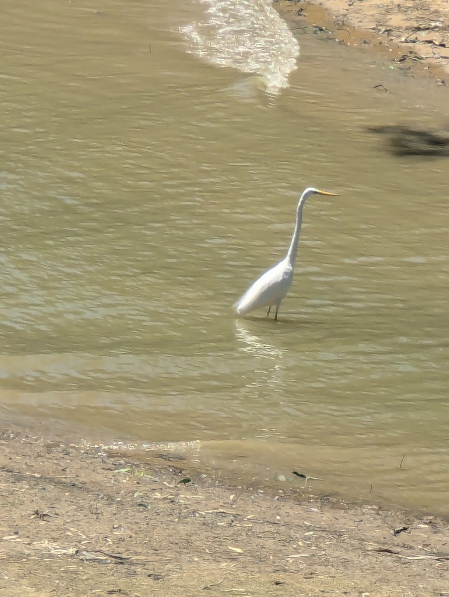Great Egret - ML647676640