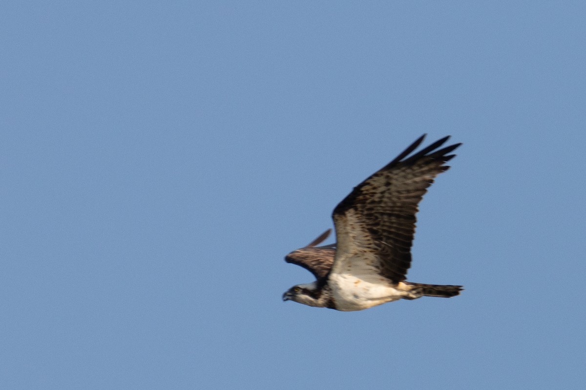 Osprey - ML647676642
