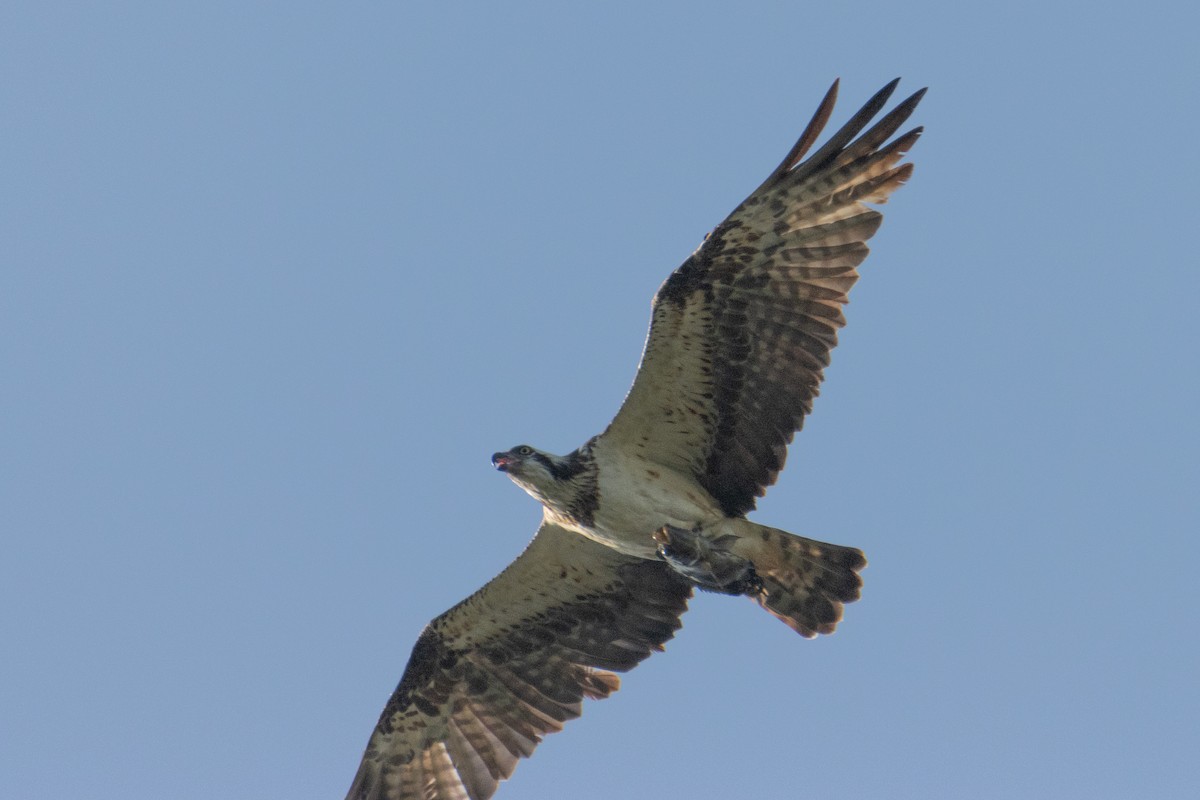 Osprey - ML647676643