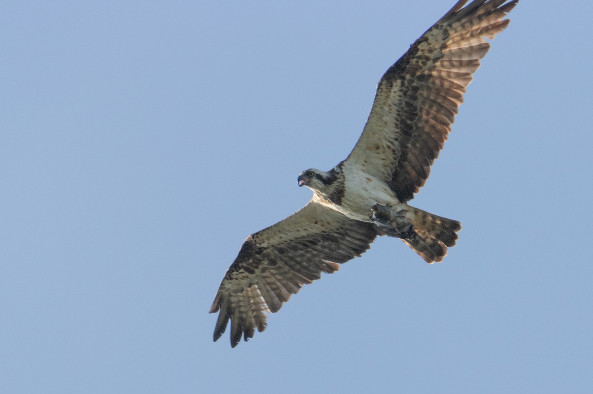 Osprey - ML647676644