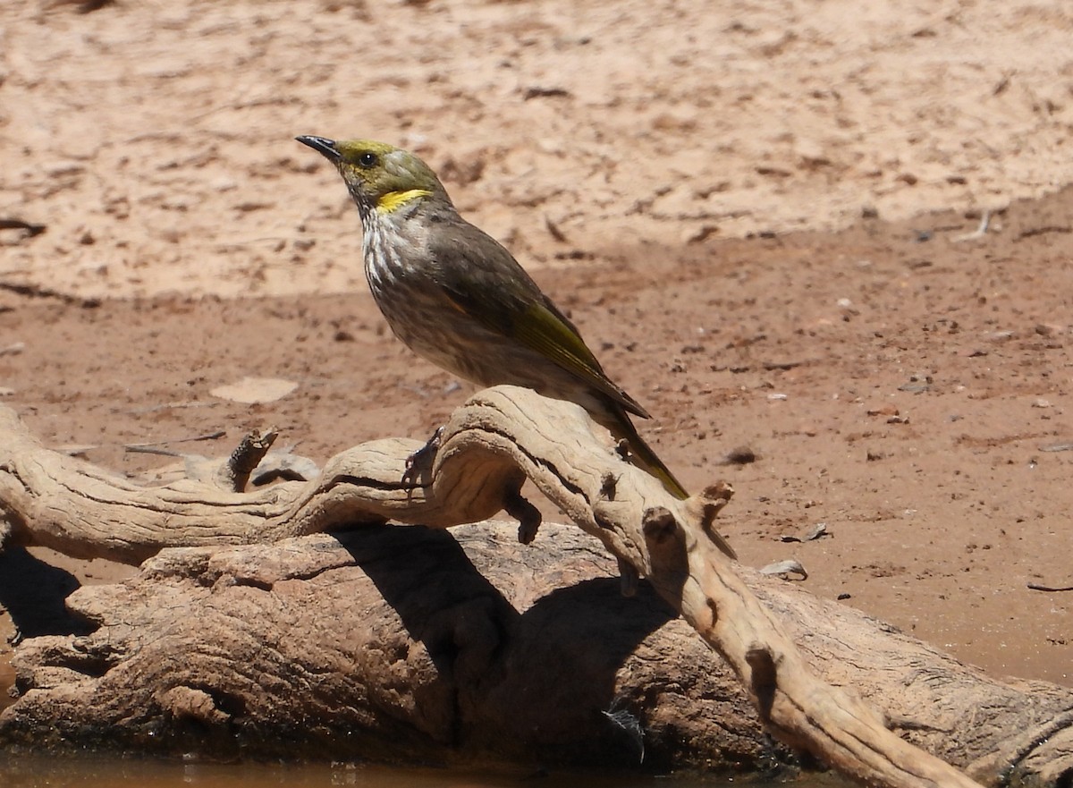 Yellow-plumed Honeyeater - ML647676677