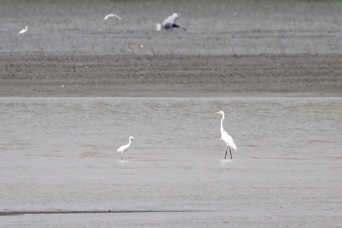 Chinese Egret - ML647676688