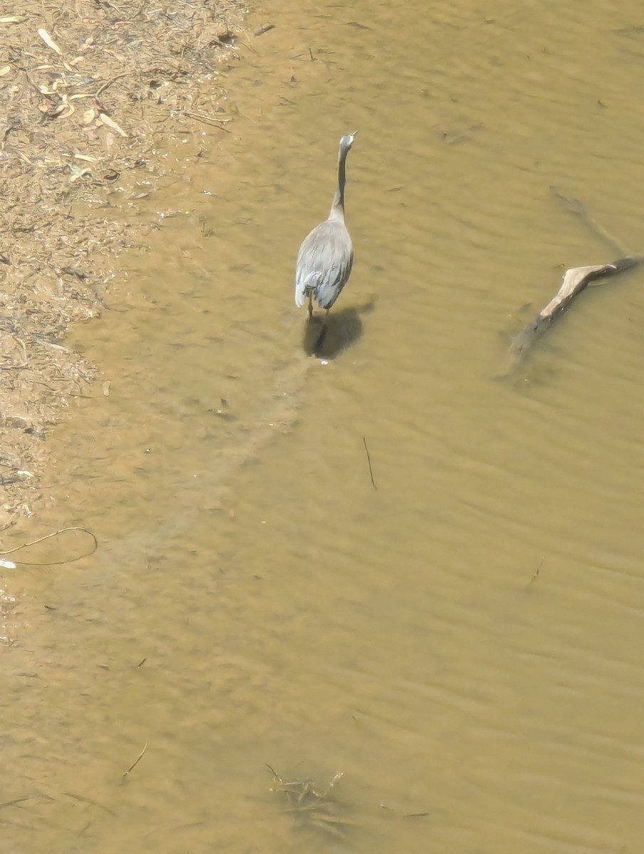 White-faced Heron - ML647676690