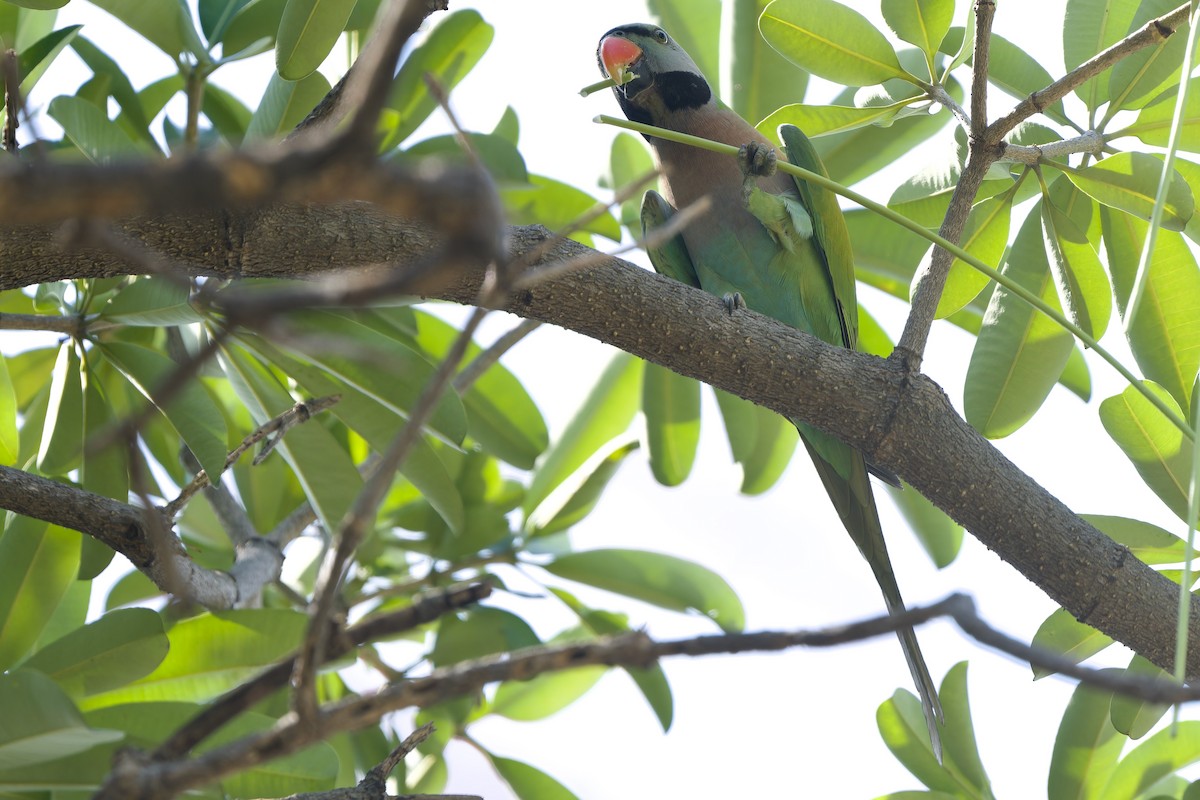 Red-breasted Parakeet - ML647676706