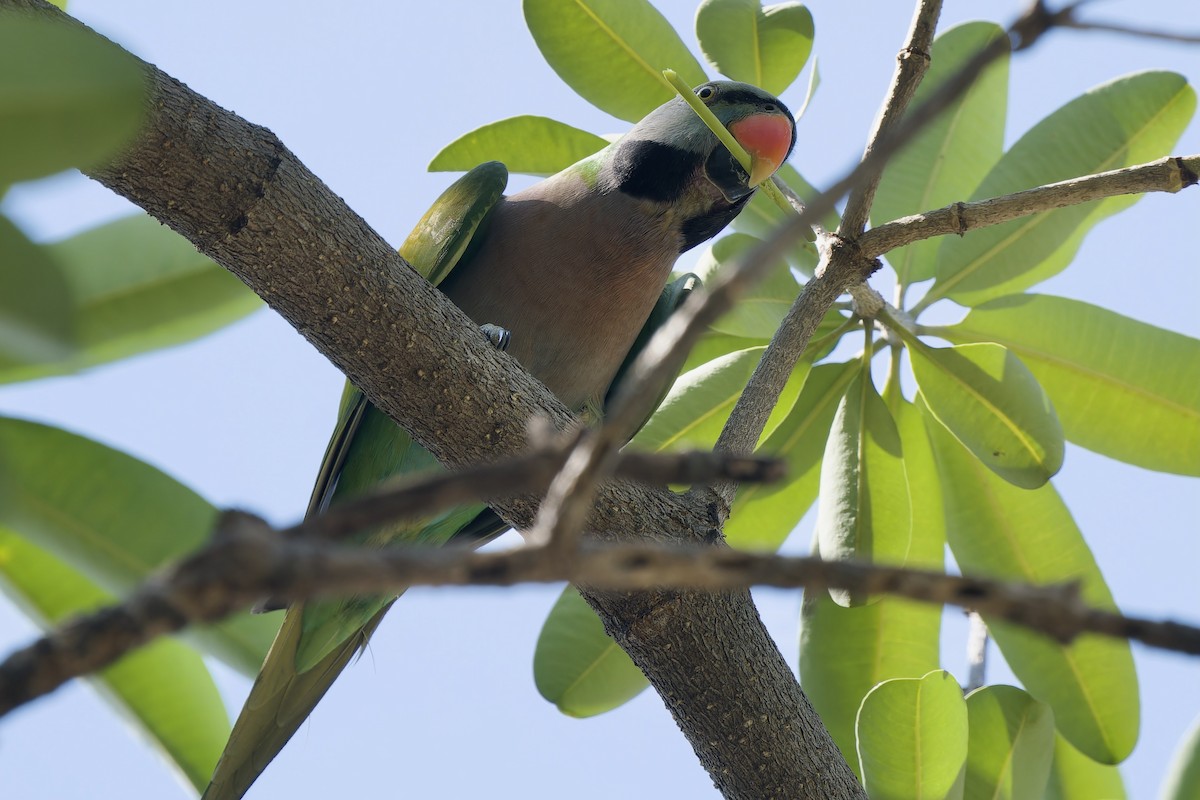 Red-breasted Parakeet - ML647676707