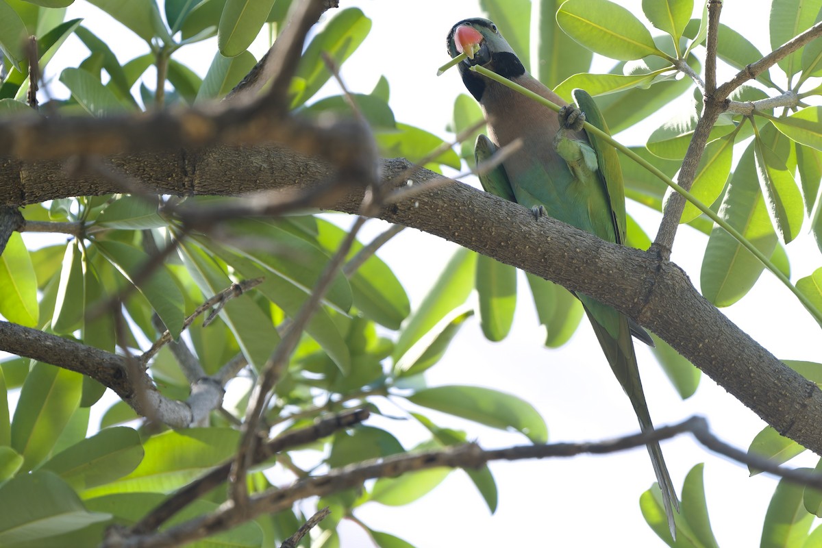 Red-breasted Parakeet - ML647676709