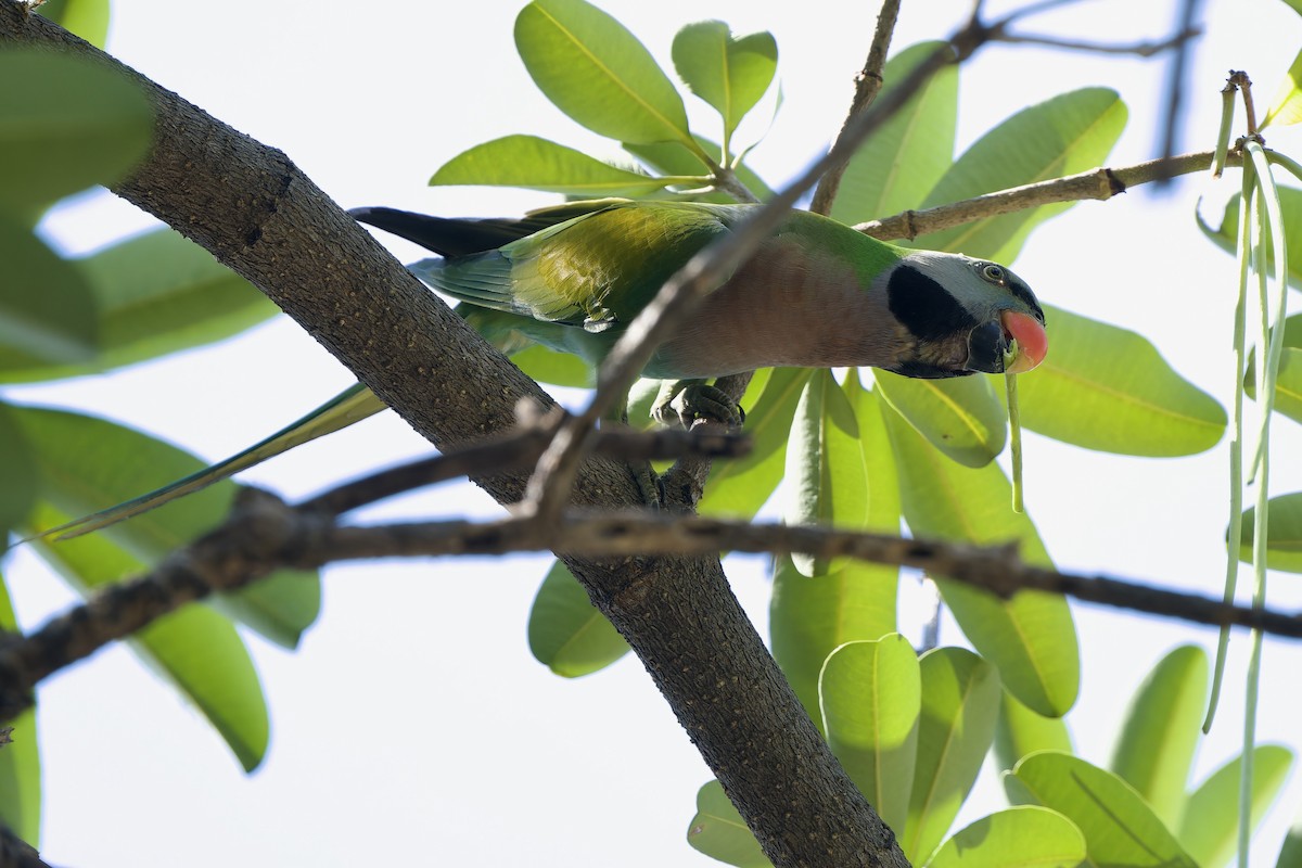 Red-breasted Parakeet - ML647676722