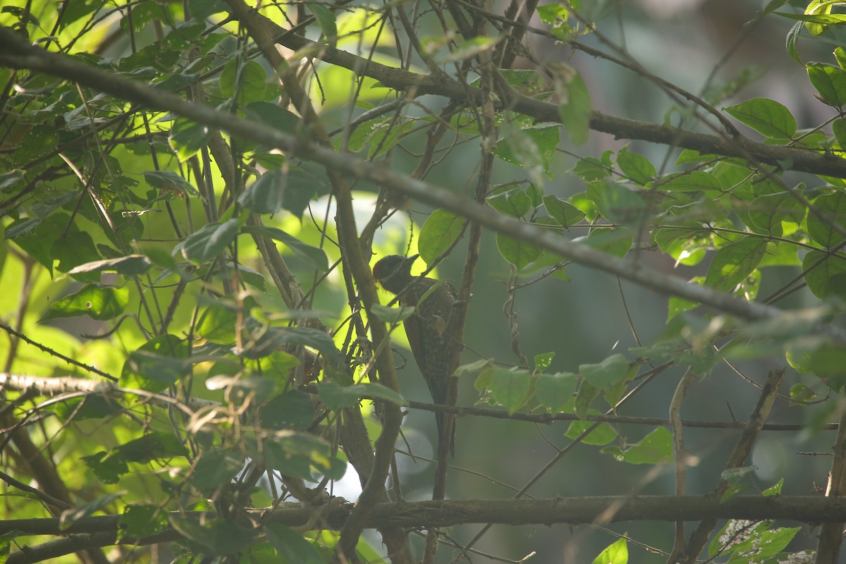 Lesser Yellownape - ML647676753