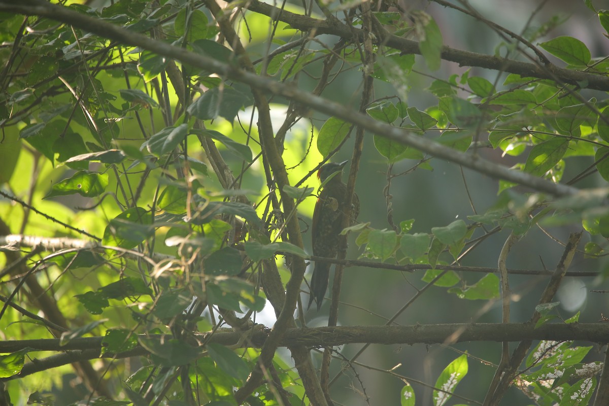 Lesser Yellownape - ML647676754