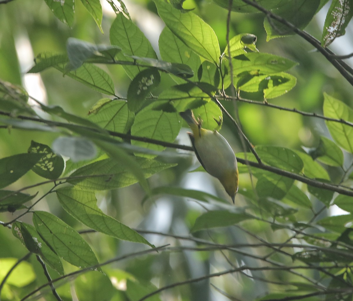 Indian White-eye - ML647676767