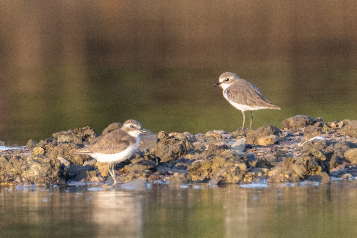 Tibetan Sand-Plover - ML647676772