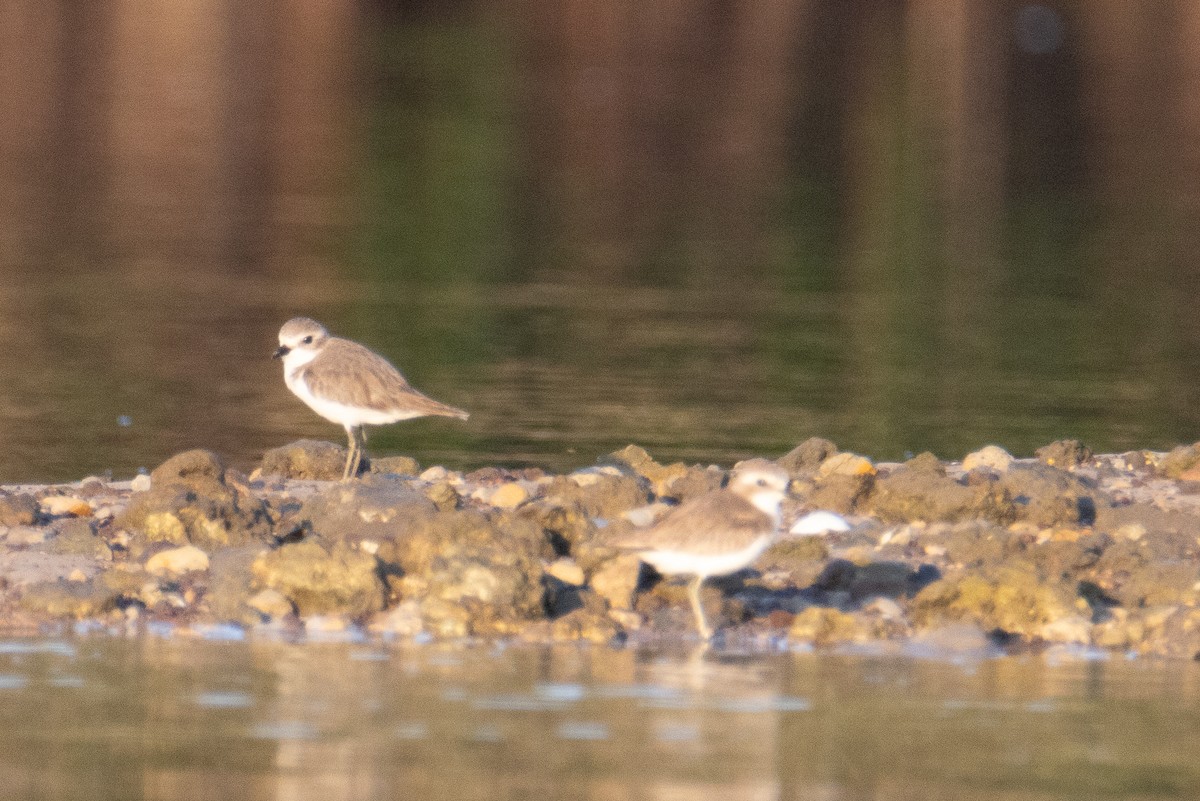 Tibetan Sand-Plover - ML647676775