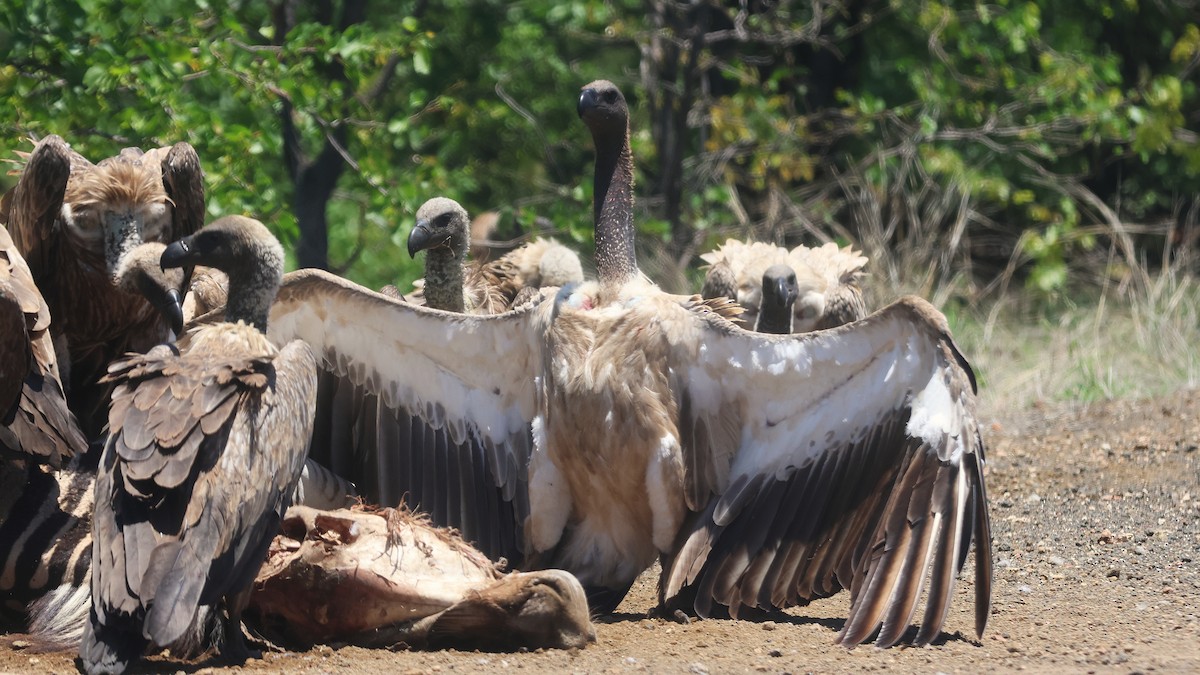 Ak Sırtlı Akbaba - ML647676799