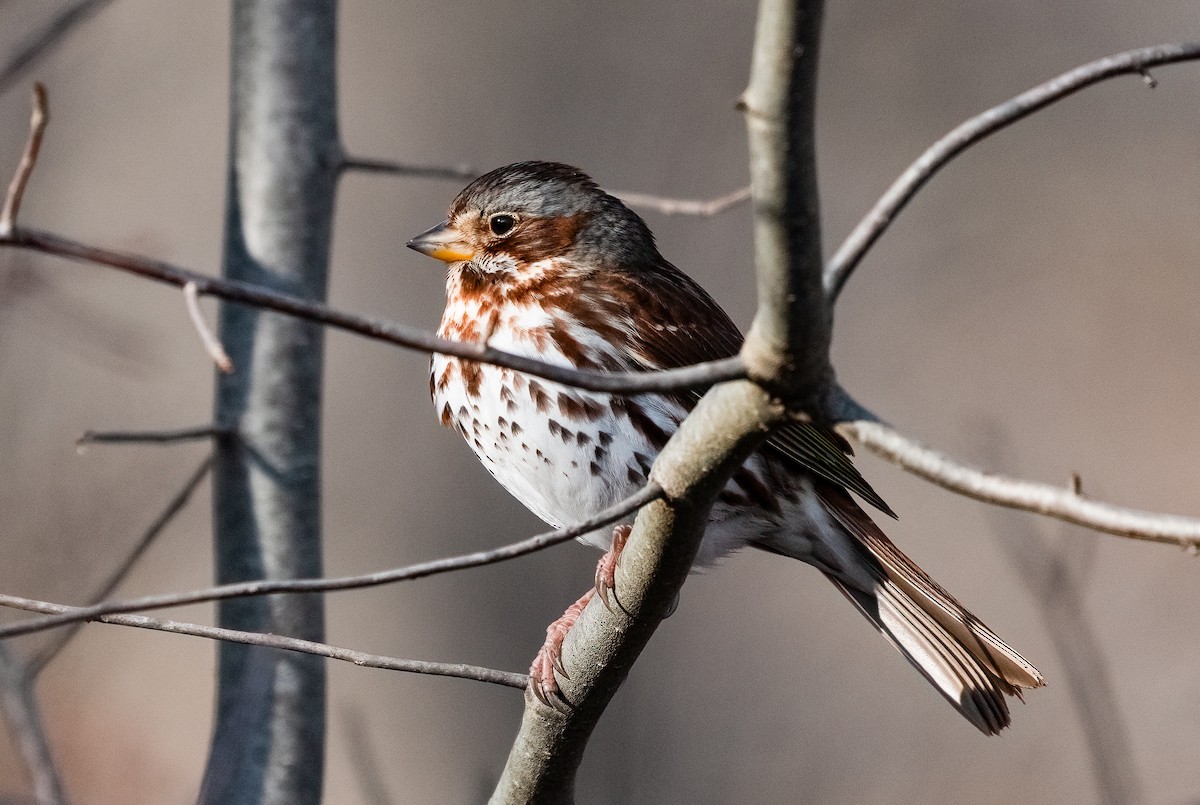Fox Sparrow (Red) - ML647676801