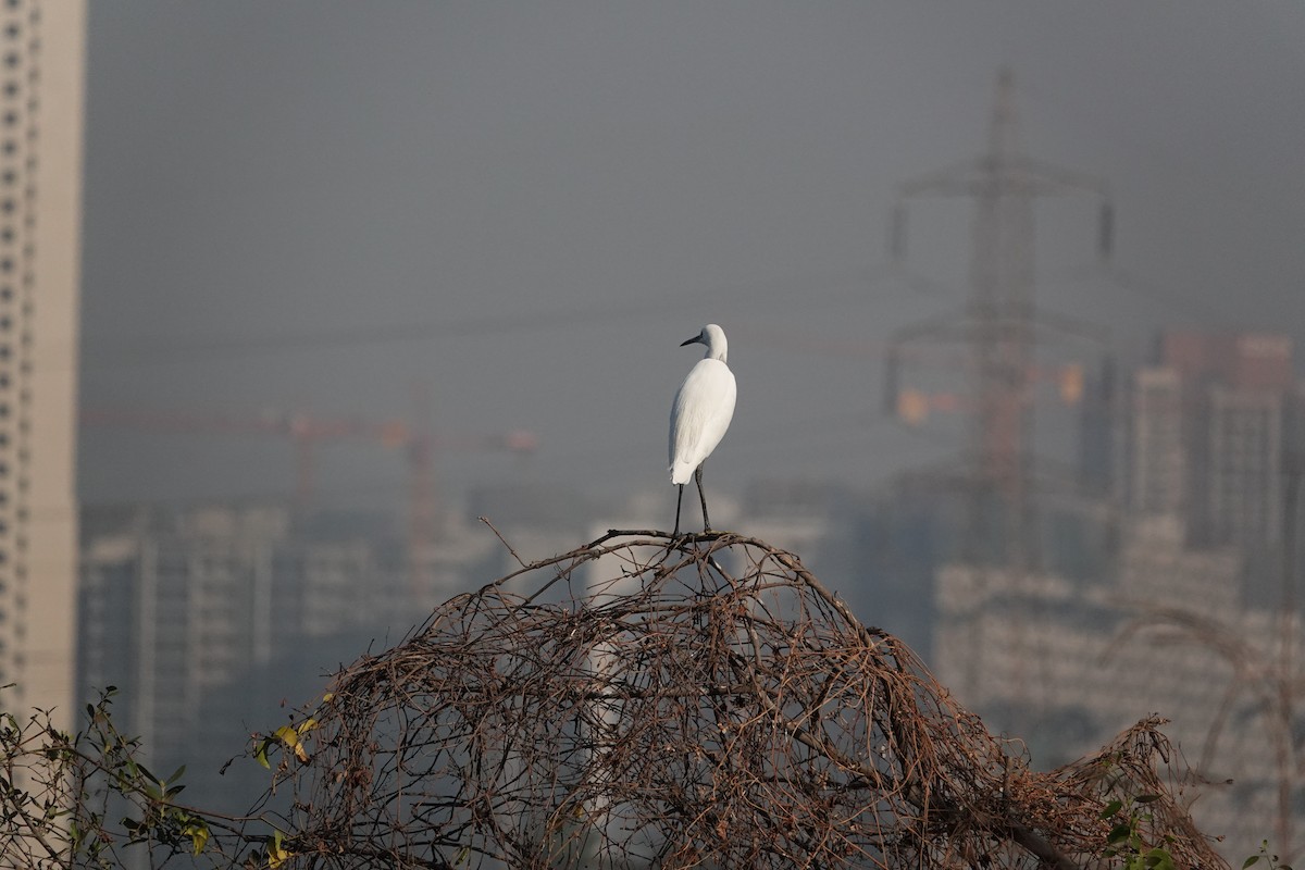 Little Egret - ML647676804