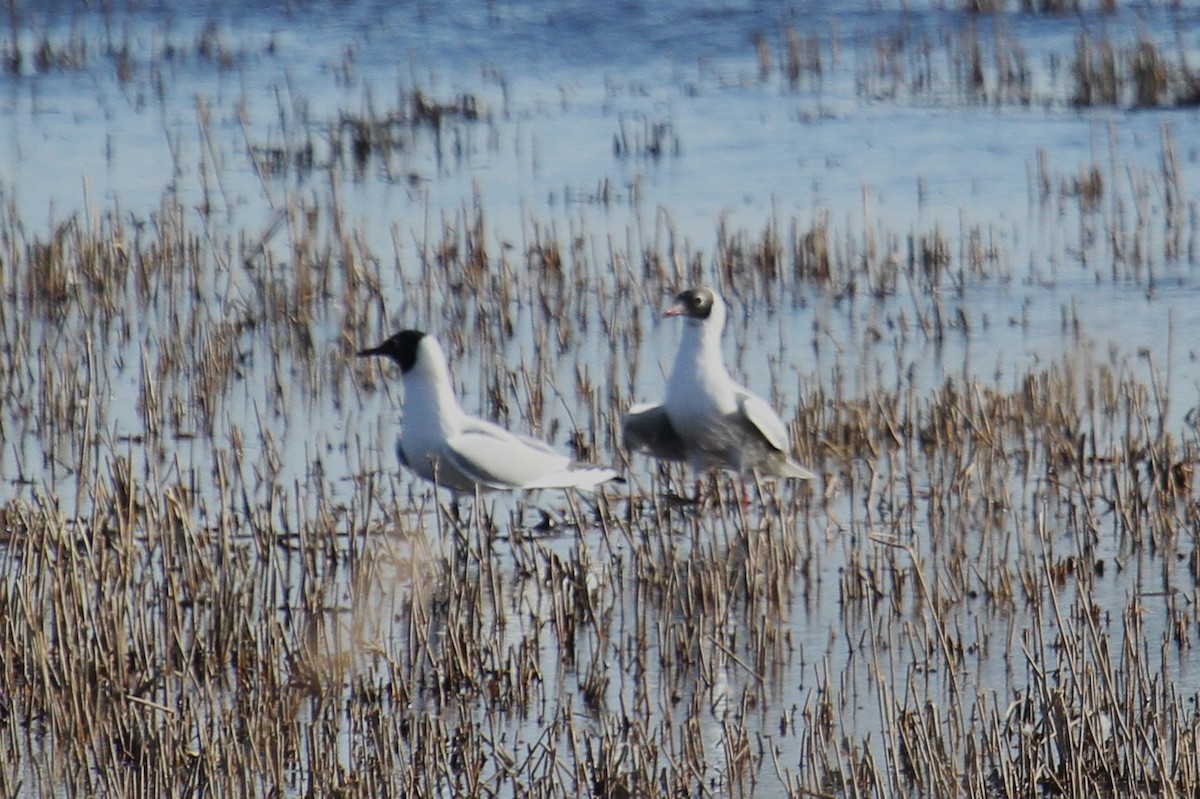 Black-headed Gull - ML647676836