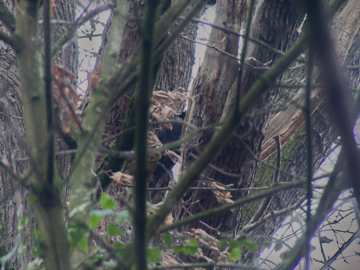 Black Woodpecker - ML647676837