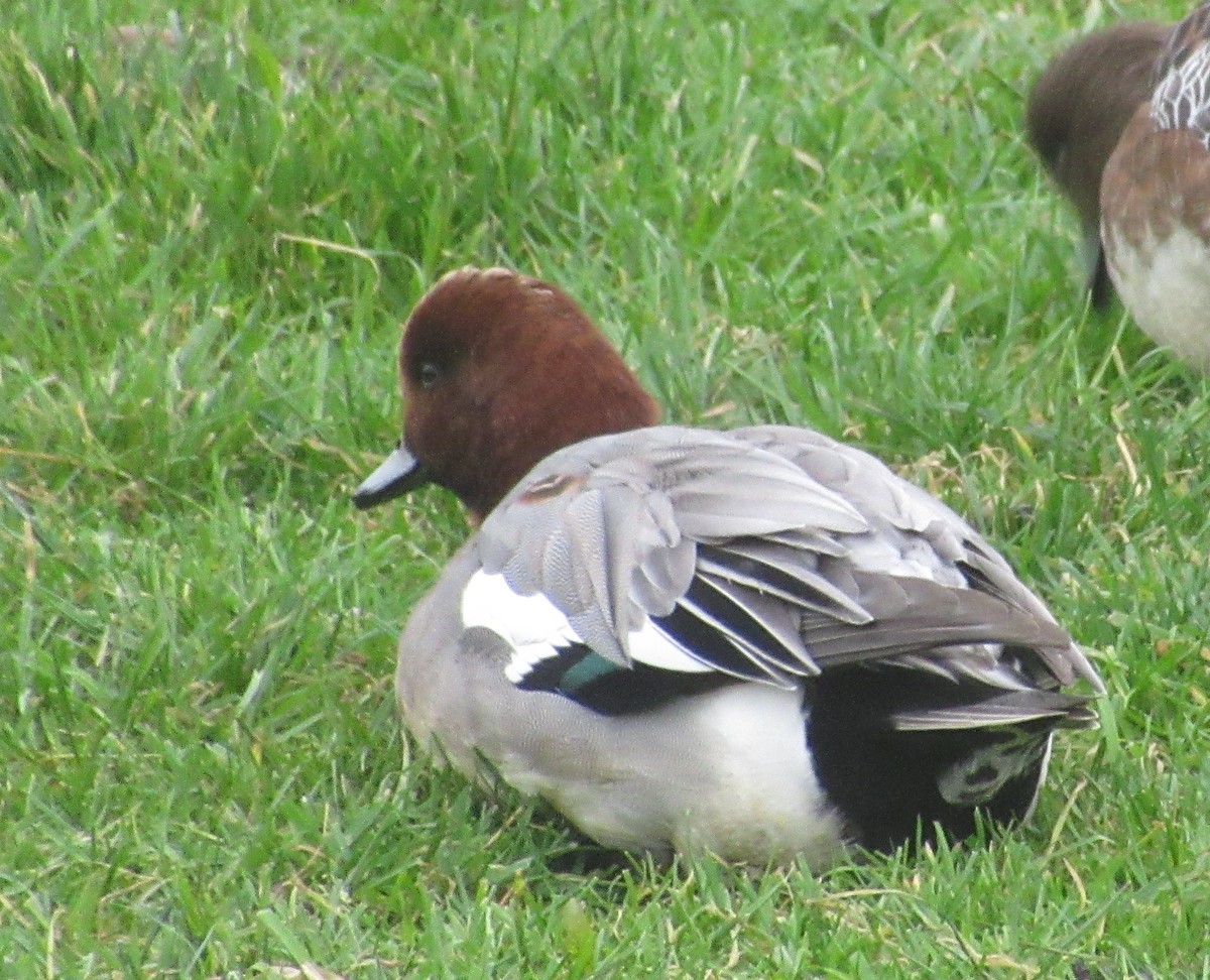 Eurasian Wigeon - ML647676838