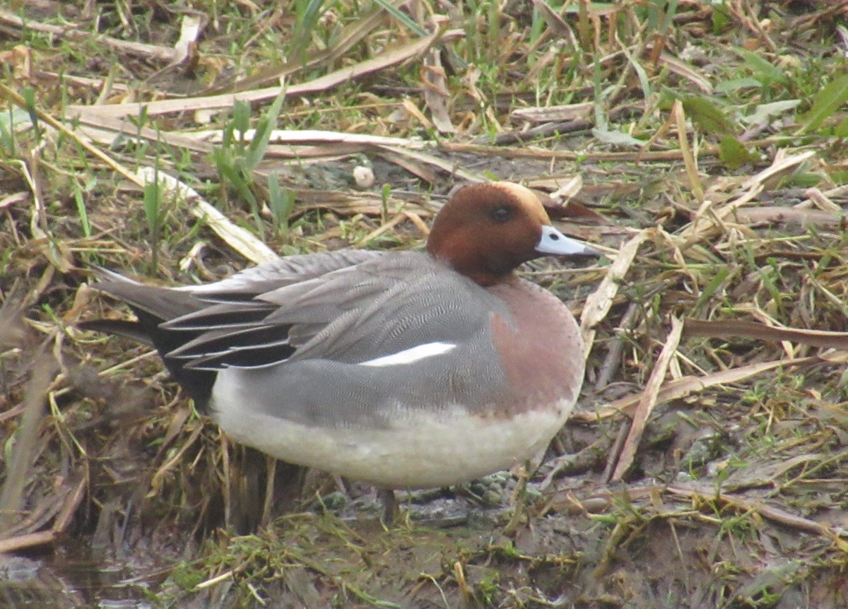 Eurasian Wigeon - ML647676839