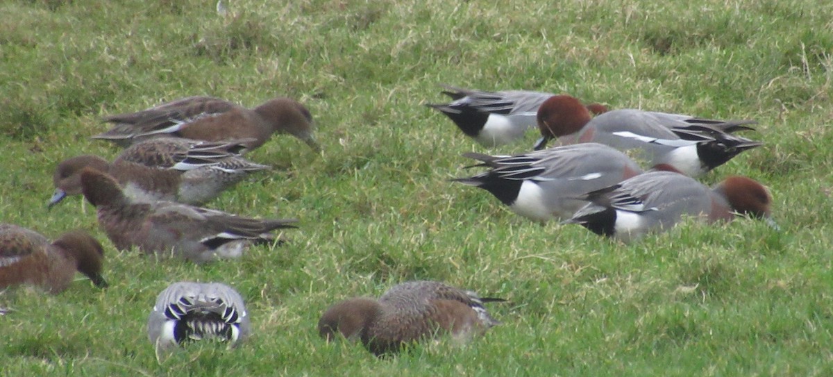 Eurasian Wigeon - ML647676840