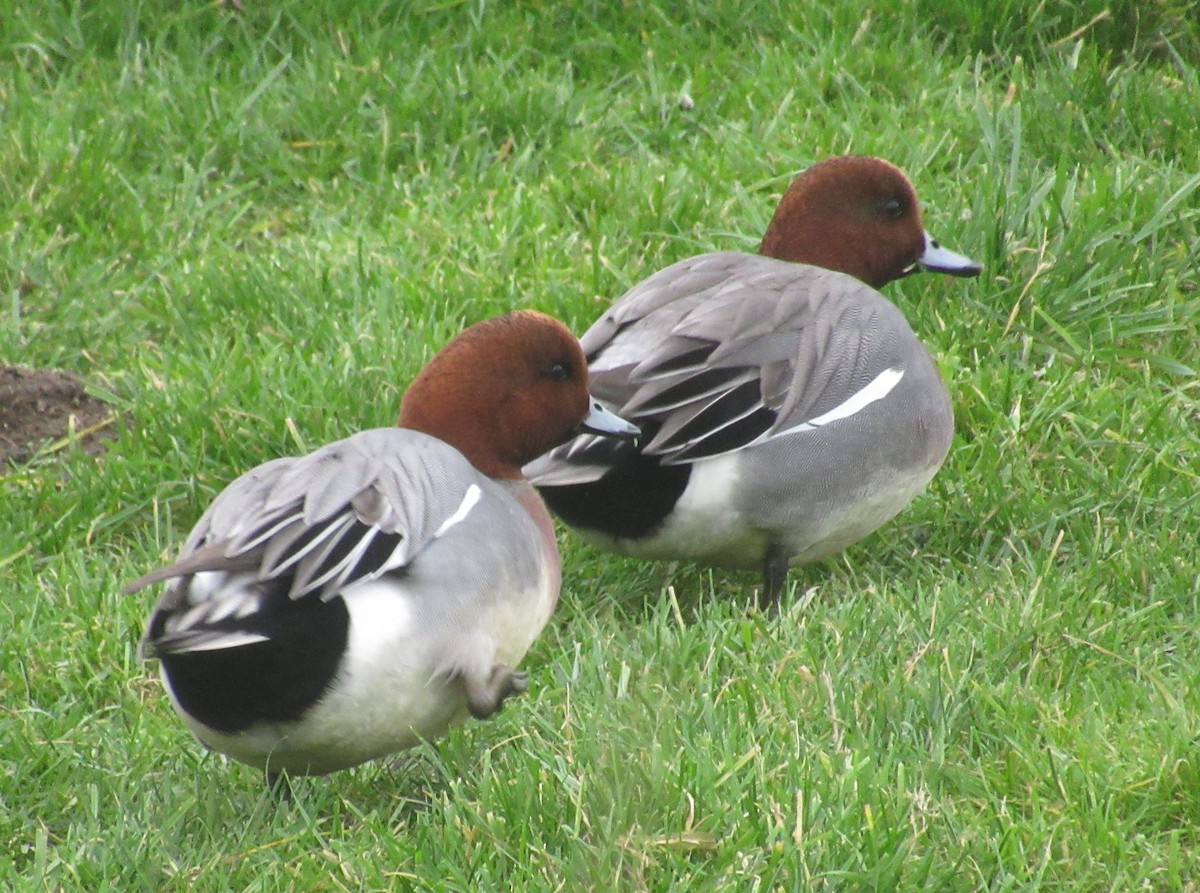 Eurasian Wigeon - ML647676841