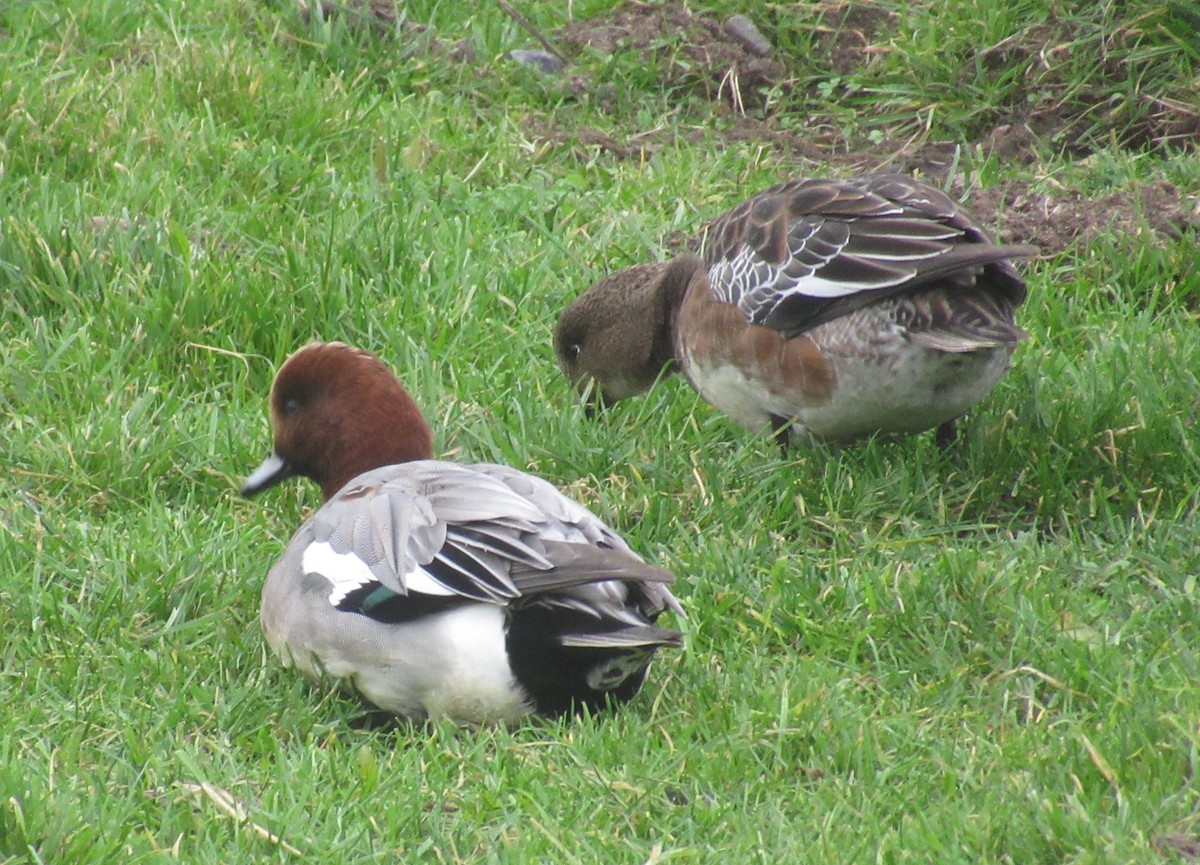 Eurasian Wigeon - ML647676842