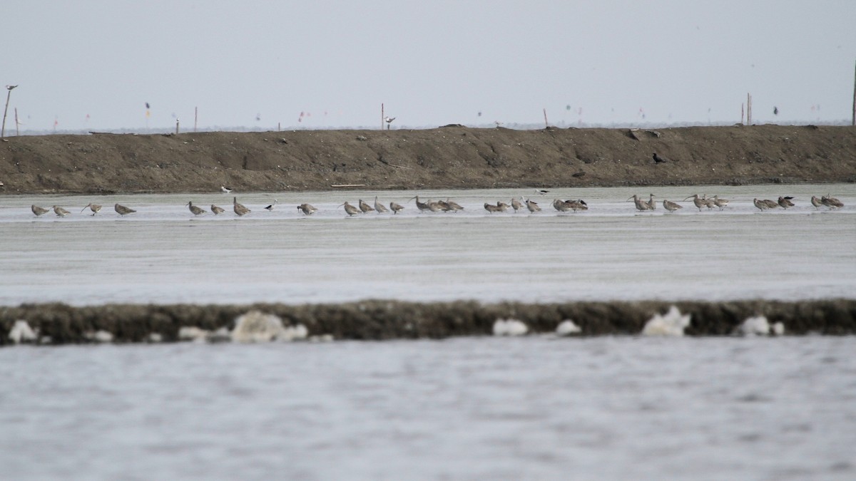 Eurasian Curlew - ML647676843