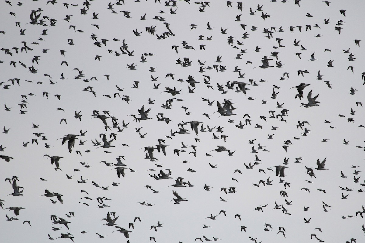 Eurasian Curlew - ML647676844