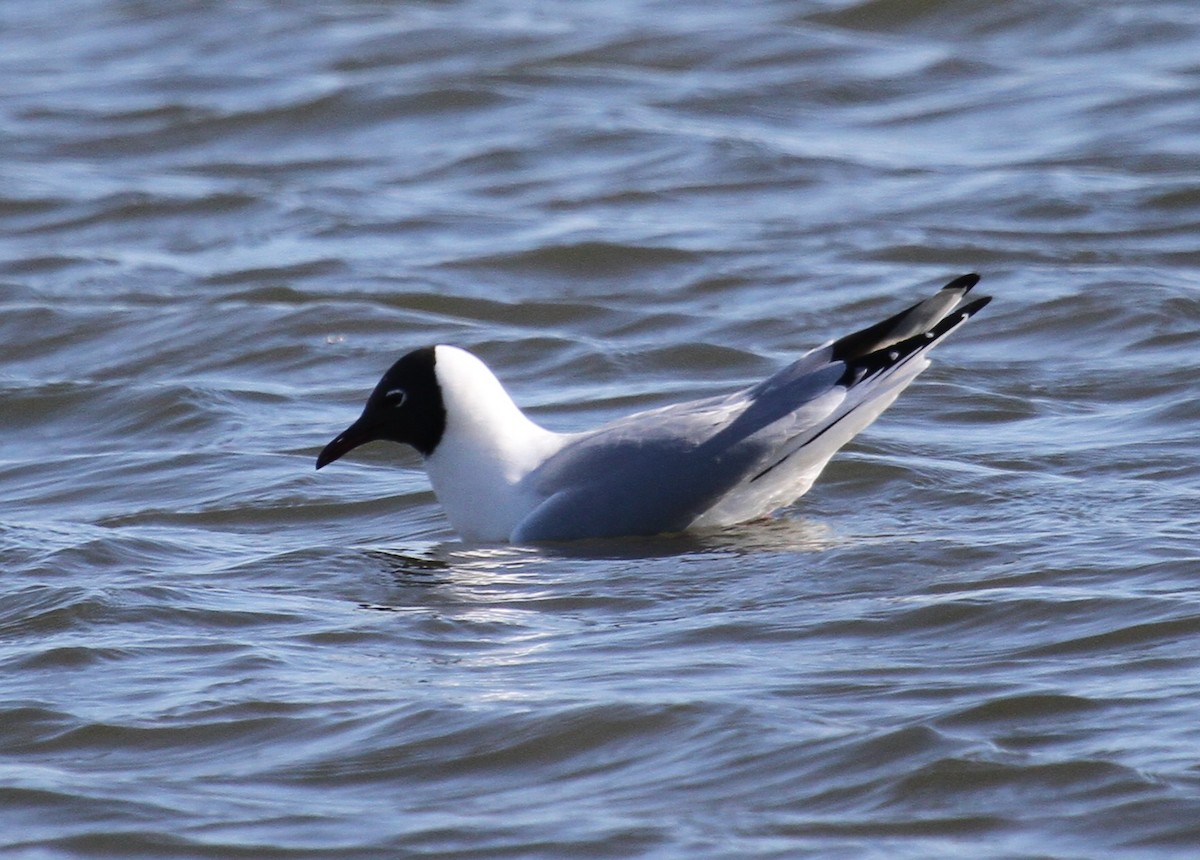 Black-headed Gull - ML647676846
