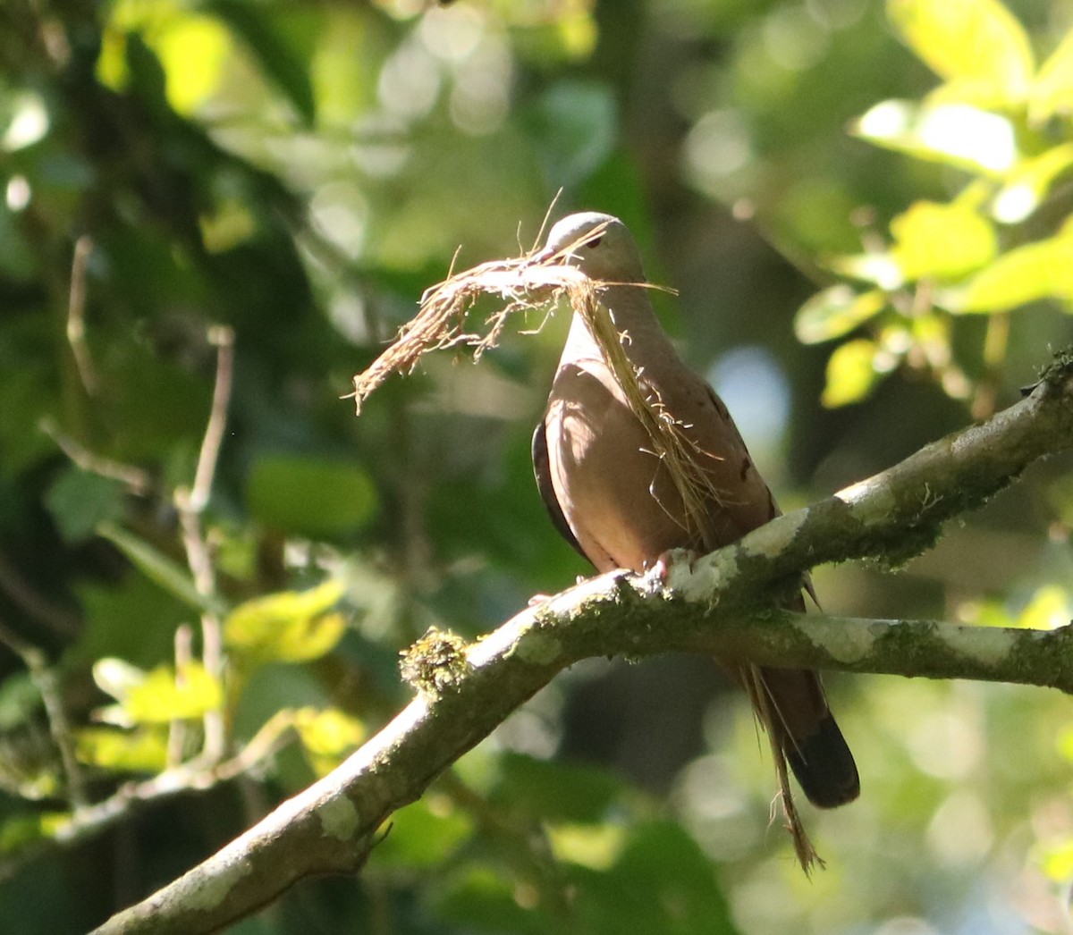 Ruddy Ground Dove - ML647676847