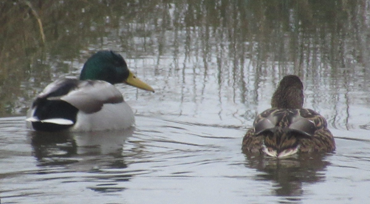 Mallard - ML647676848