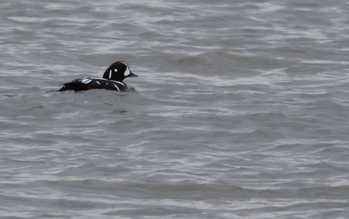 Harlequin Duck - ML647676849