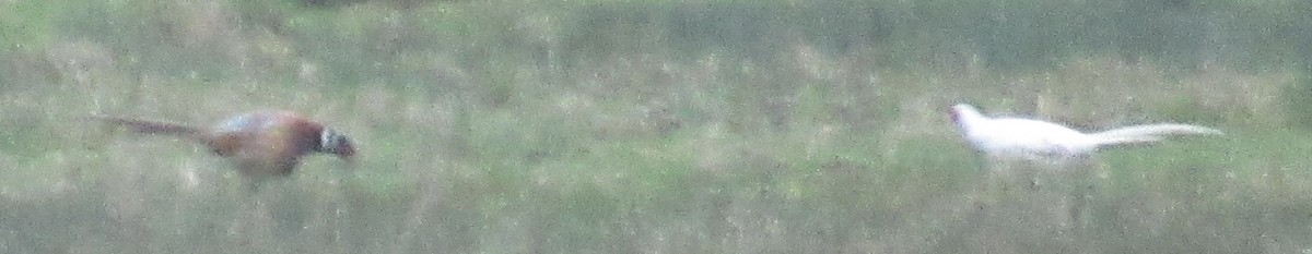 Ring-necked Pheasant - ML647676850