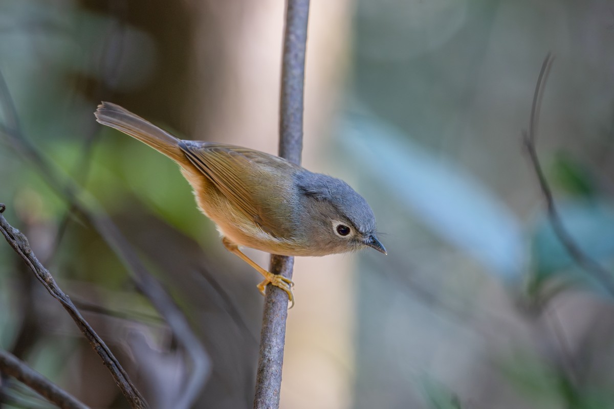 Huet's Fulvetta - ML647676851