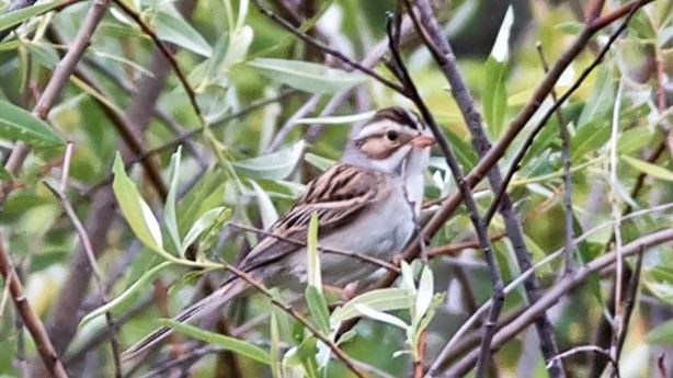 Clay-colored Sparrow - ML647676853